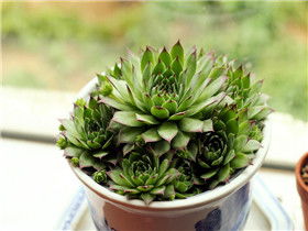 觀音蓮觀音蓮風水擺放禁忌,種植觀音蓮有什麼禁忌