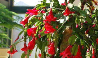 蟹爪蘭風水擺放禁忌,蟹爪蘭擺放風水有什麼講究