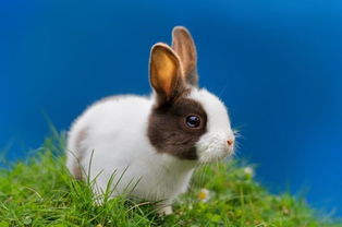 屬龍的和兔屬相配對,屬龍和屬兔相配嗎?