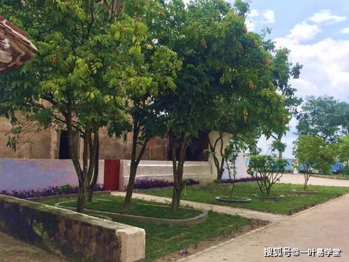 黃皮樹的風水禁忌,房屋大門正對路和黃皮樹風水