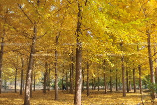 樓前銀杏樹風水禁忌,銀杏樹的風水禁忌內容是什麼?