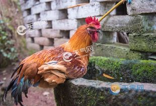 93屬的屬相婚配表,1993年屬雞的和什麼屬相最配?