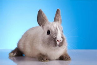 四十五是什麼命屬兔,45歲屬兔的今年什麼命