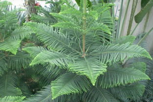 南洋杉的風水禁忌,求教風水大師(懂風水者)!辦公室里擺放兩盆澳洲衫(南洋杉)好嗎