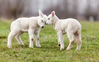 屬羊跟什麼屬相犯沖,屬羊和什麼屬相相剋