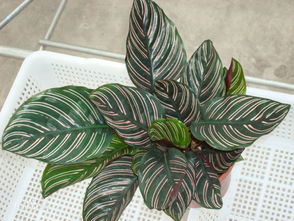 雙線竹芋風水禁忌,孔雀竹芋的風水作用擺放有哪些講究