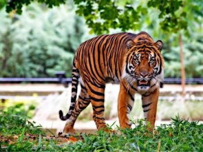 本命夢到和老虎打架,夢見老虎夢見打老虎代表什麼意思