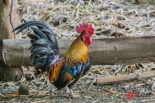 女虎男雞屬相配嗎,男屬雞和女屬虎相配嗎?