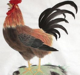 屬雞跟什麼屬相好,屬雞的和屬什麼的在一起好