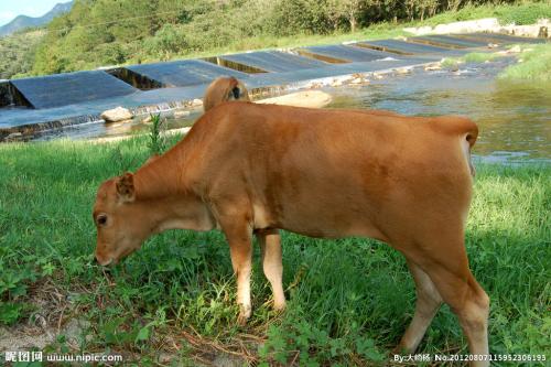 屬相牛和狗相沖嗎,請問屬牛和屬狗結合屬相會不合嗎?