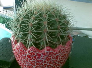 仙人球的擺放風水禁忌,仙人球擺放風水需要注意什麼?