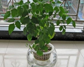 大型幸福樹擺放風水禁忌,門口放著80厘米高幸福樹可以嗎