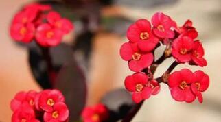 刺梅花家養的風水禁忌,家裡養刺梅花好不好?為什麼有人說家裡養帶刺的花說不好?搜狗問問