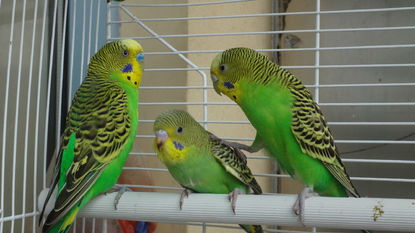 風水上養虎皮鸚鵡的禁忌,養鳥對家居風水有影響嗎