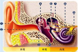 耳朵形狀分類,耳朵有幾種類型