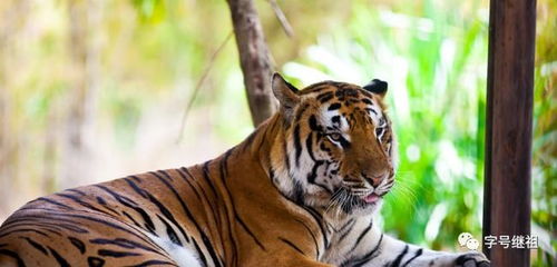 屬虎和哪些屬相合,屬虎和什麼屬相合婚