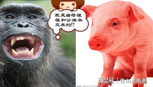 金豬之命什麼意思,為什麼說明年是&quot;金豬&quot;年????