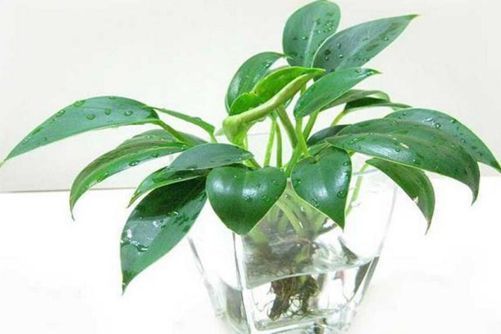 金鑽花為何叫辟邪王,金鑽花為何叫辟邪王呢?