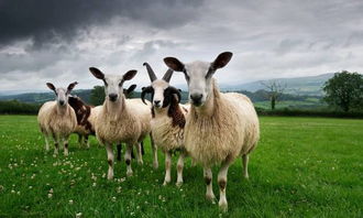 六七的屬羊是什麼命?,六七年出生的羊人命運今年如何