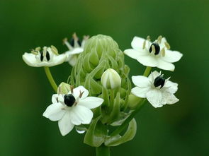 伯利恆之星的花語,伯利恆之星(StarofBethlehem)的花語為什麼是敏感呢?