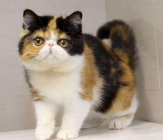 本命養小黑貓好不好,養黑貓好嗎