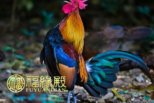 屬雞的和什麼屬相最沖,屬雞的和什麼屬相最配和相剋?