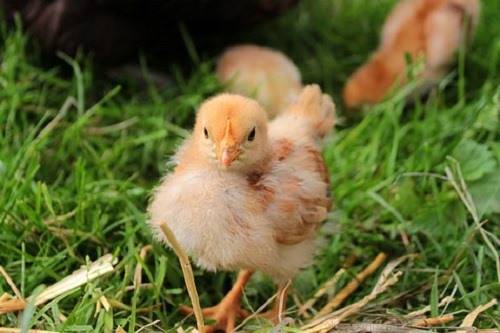 2023屬相雞的是什麼命,2023年出生的孩子是什麼生肖