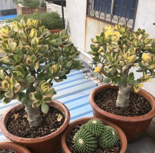 什麼土養花最好讓花長得好,養花用什麼土好什麼土適合養花搜狗問問