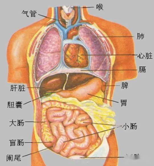 五臟六腑的意思,五臟六腑中「六腑」是什麼意思?