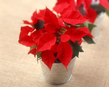 一品紅擺放風水禁忌,一品紅的風水作用有哪些