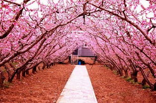 桃花鎮風水布局圖,誰知道桃花風水布局要怎麼做啊?能教教我嗎?