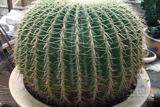 金虎仙人球風水禁忌,金虎仙人球應該如何擺放