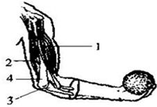 水命人屈木是什麼意思,水命什麼意思
