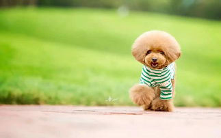 狗女孩命缺木叫什麼好聽,狗年姓張女孩命里缺水缺木怎麼起名字