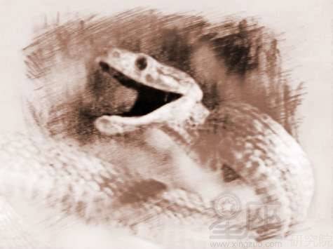 本命夢到大蛇寓意,我屬蛇本命年夢見蛇什麼寓意