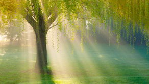 楊柳木命雞是什麼意思,楊柳木命軍中之馬什麼意思