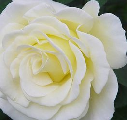 白玫瑰代表什麼意思,白玫瑰寓意是什麼?