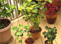 家裡養朱蕉的風水禁忌,家裡養攀爬的花卉使人凡事纏身,風水上有這種說法嗎?