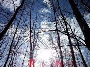 命上一棵樹是什麼成語,一棵樹下一個人上吊打一成語