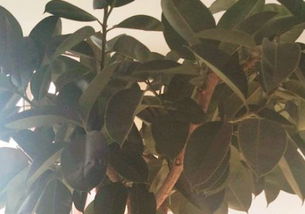 橡皮樹放卧室風水禁忌,橡皮樹能否放卧室