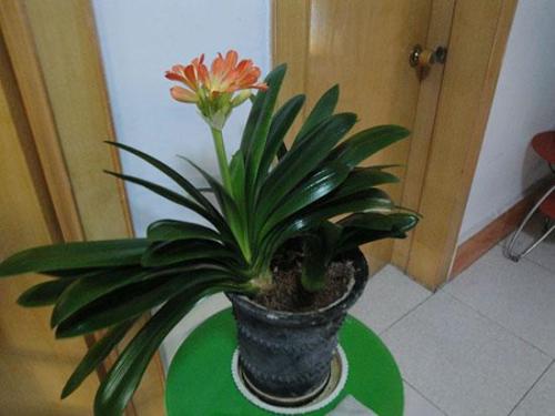 家裡種鐵樹吉利嗎,鐵樹放到屋裡好不好