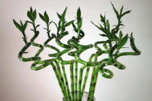 轉運竹擺放的位置風水禁忌,轉運竹擺放在哪裡比較好,怎麼個擺放