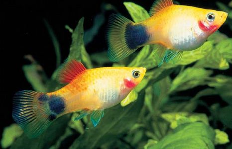 本命的人夢見別人掉了好多魚,女人夢見魚是什麼兆頭