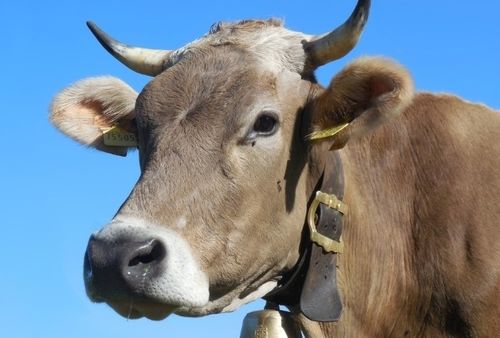 19972月份的牛什麼命,1997年是什麼命,1997年出生是什麼命