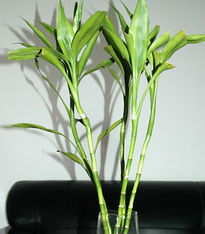 短時間加薪的風水布局,加薪風水布局有哪些技巧?