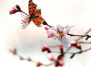 桃花風水布局鶴鳴,影響桃花的風水格局都有哪些呢?