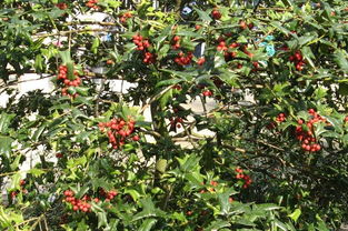 枸骨樹的風水禁忌,枸果樹的風水及作用