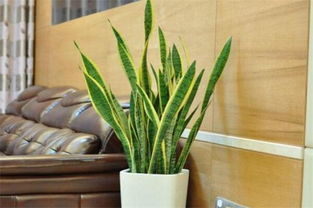 虎皮蘭擺放風水禁忌,虎皮蘭有何風水作用?