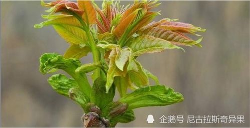 門前種槐樹風水禁忌,大門前槐樹風水有問題嗎