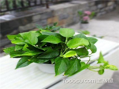綠蘿風水擺放禁忌1,綠蘿擺放十大忌諱是什麼?